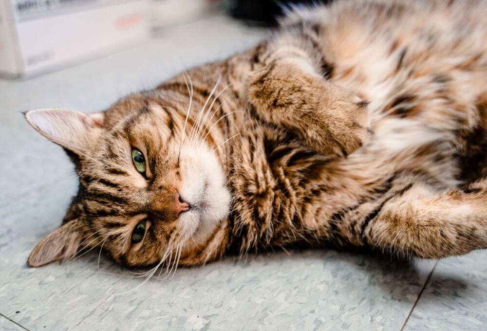 Blanche attend sa seconde chance depuis deux ans