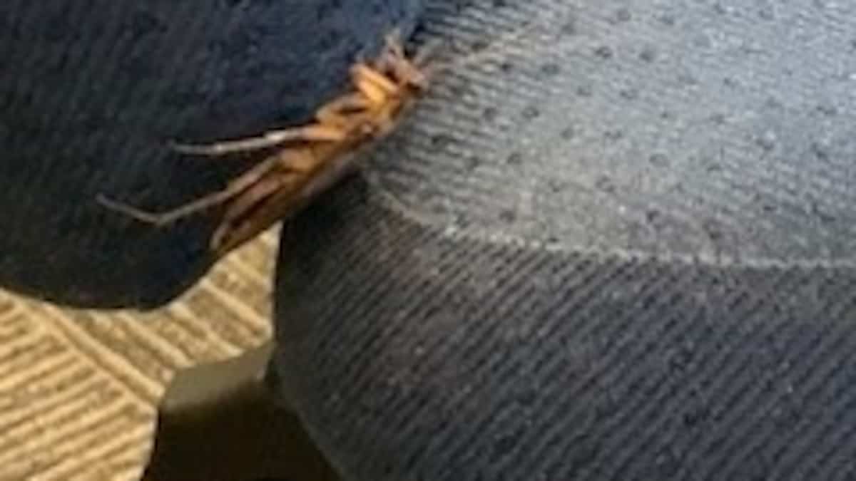 Des étages de l’Édifice Sun Life infestés de coquerelles: «Une employée aux toilettes a vu un cafard se rendre jusqu’entre ses deux jambes»