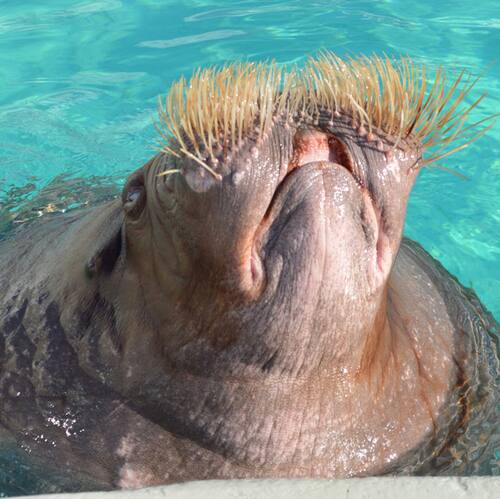 B5v8fevo11tmgm B5v8fevo11tmgm