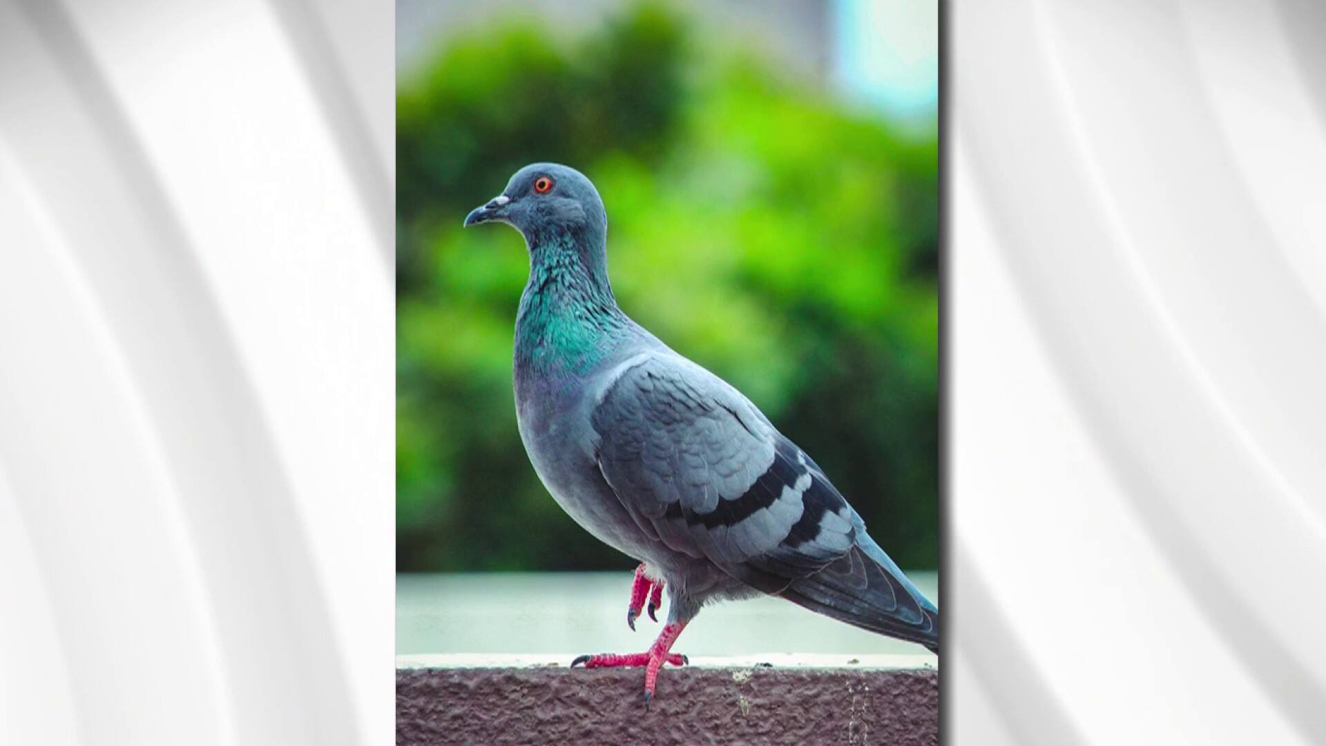 Le pigeon: ce fascinant mal-aimé