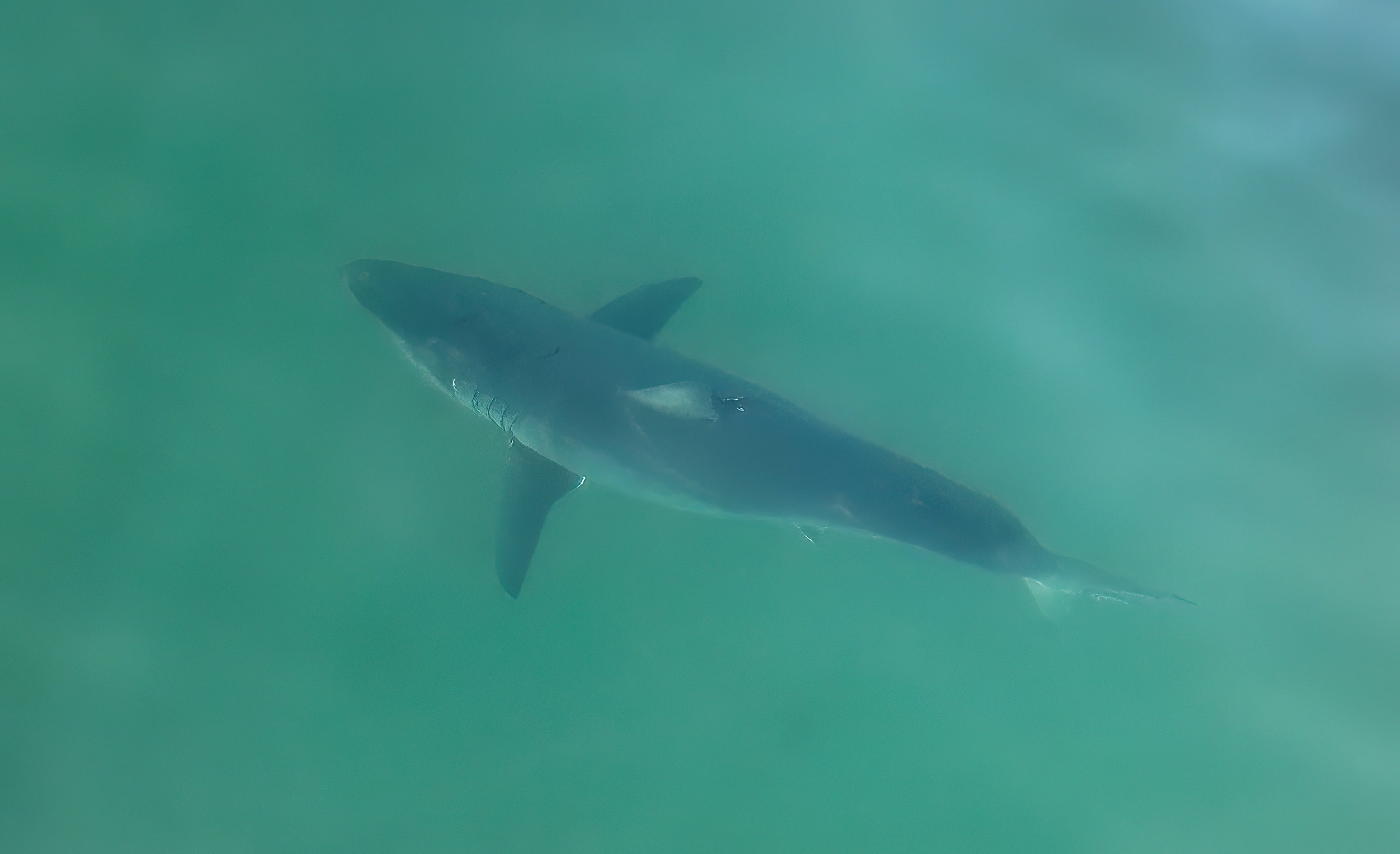 Le requin blanc, nouvel allié des pêcheurs des îles de la Madeleine ...