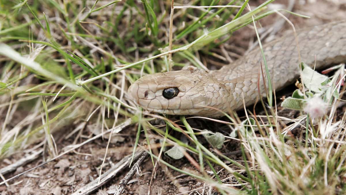 Snake bite: death in front of wife Snake bite: death in front of wife