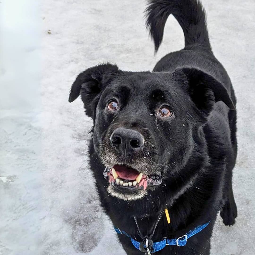 Le fidèle Buddy attend sa future famille