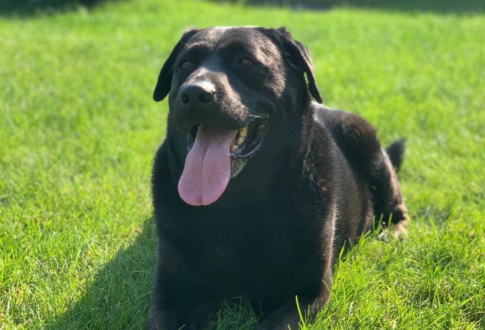 Le courageux Buddy cherche un foyer bien à lui