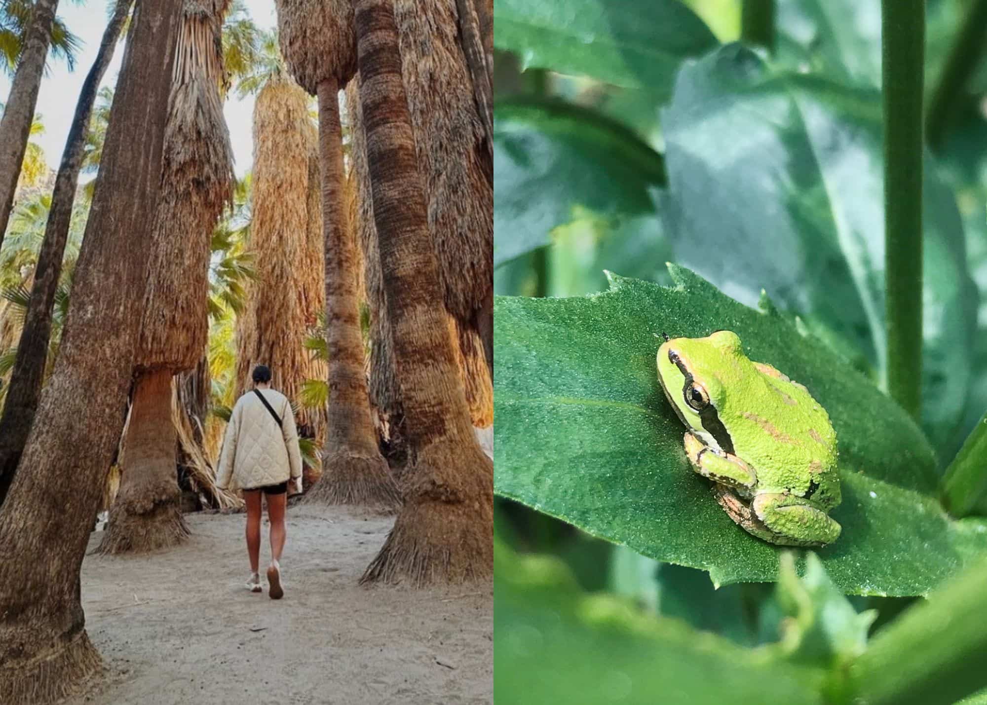 Une grenouille californienne retrouvée dans un sac