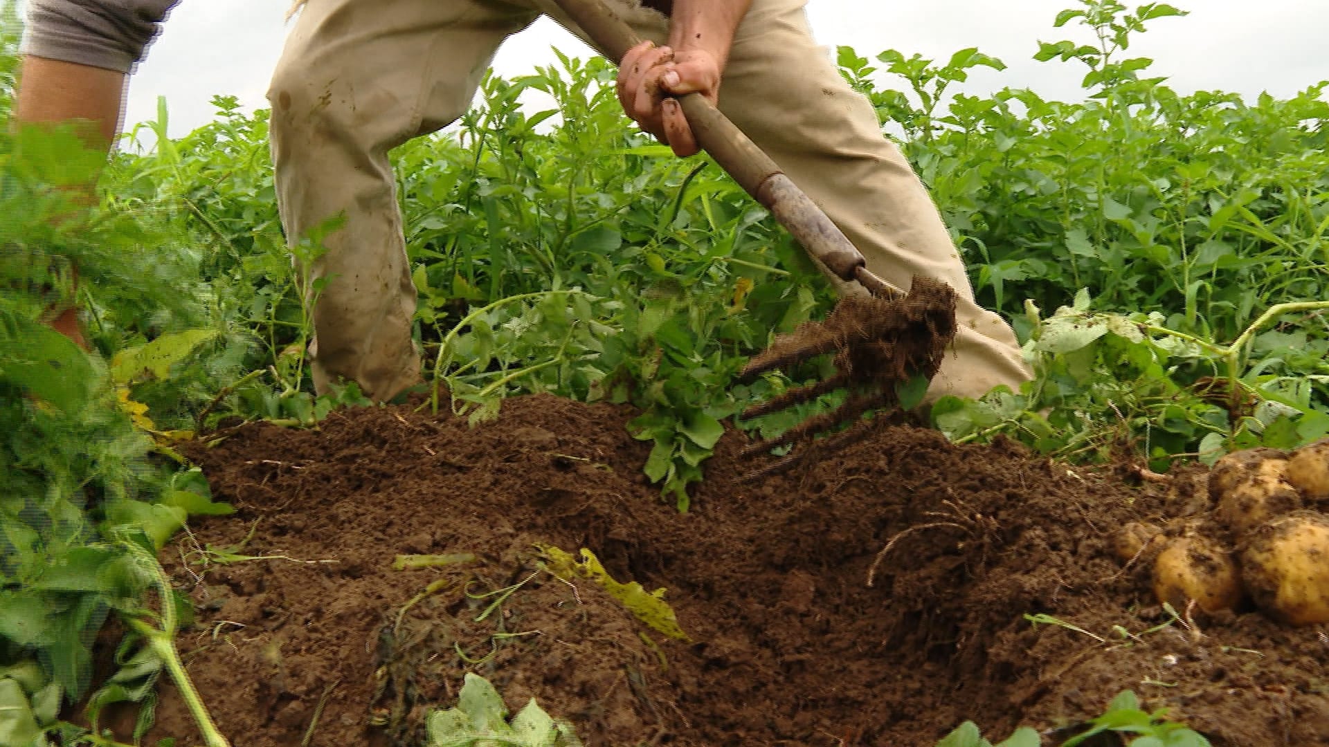 Meilleure poutine du Québec à Yamachiche les cultures adaptées à la