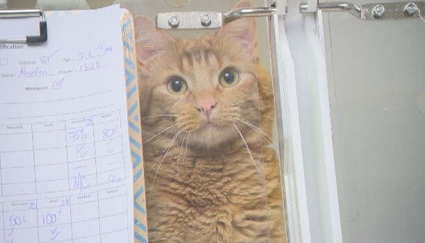 Chats : stress et problèmes urinaires 