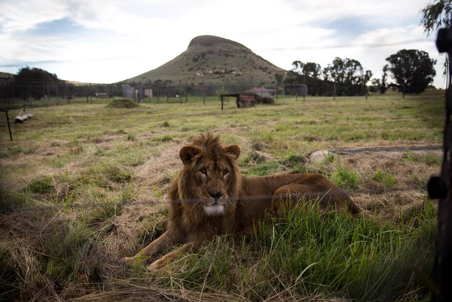 Image principale de l'article Fin de l’élevage de lions en Afrique du Sud