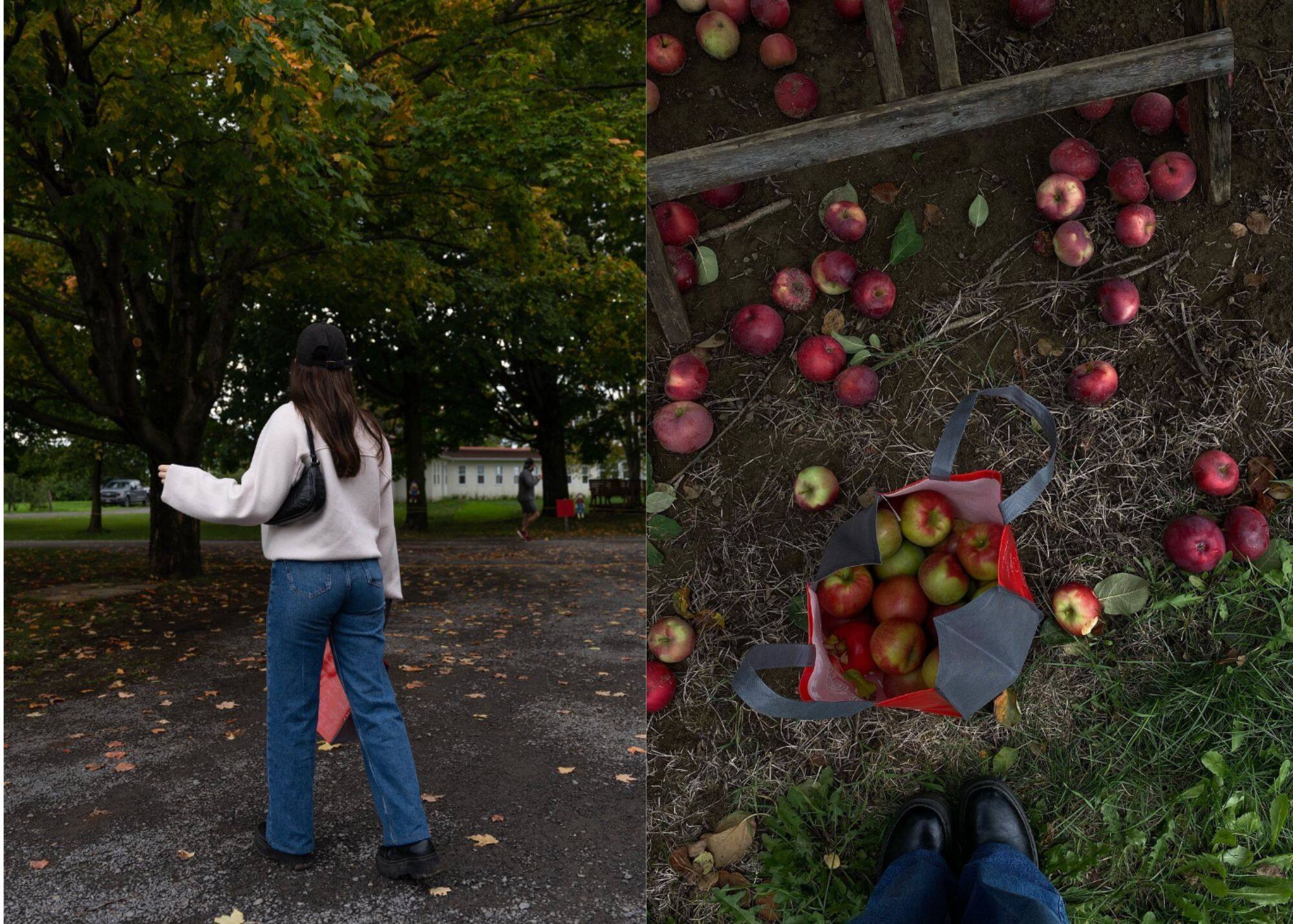 7 vergers à découvrir cet automne près de Québec