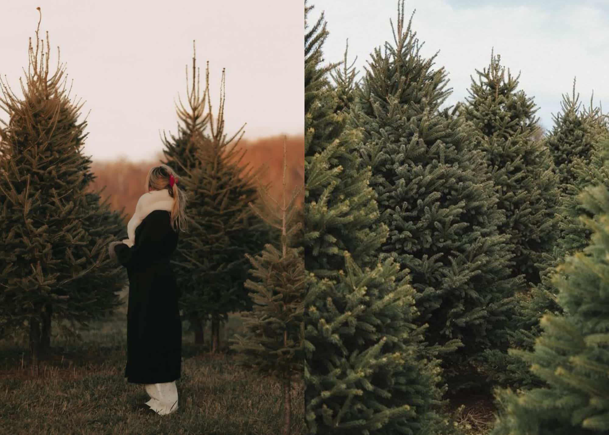 6 endroits féériques où aller couper votre sapin 