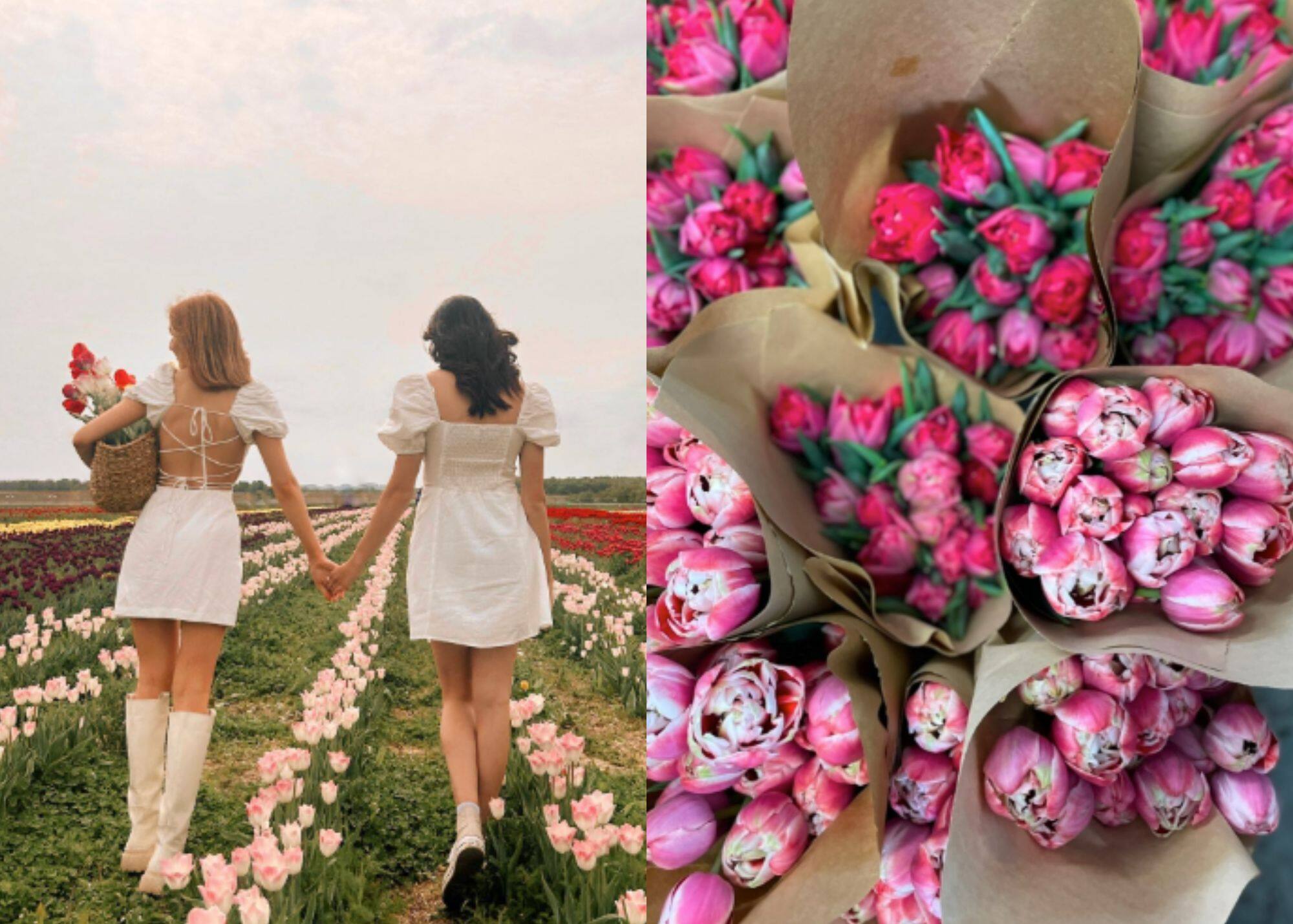 5 endroits magnifiques où cueillir des tulipes 