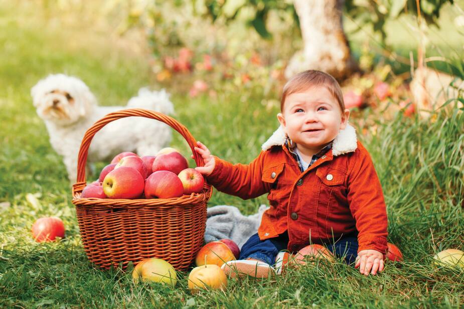 Image principale de l'article Aller aux pommes avec notre chien