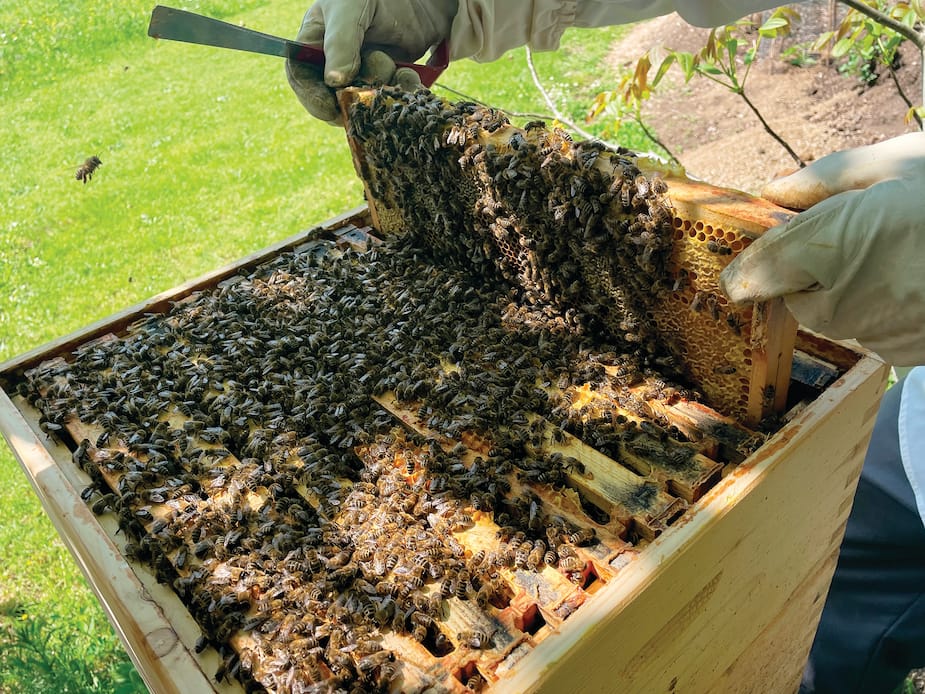 Image principale de l'article Les bienfaits de la gelée royale