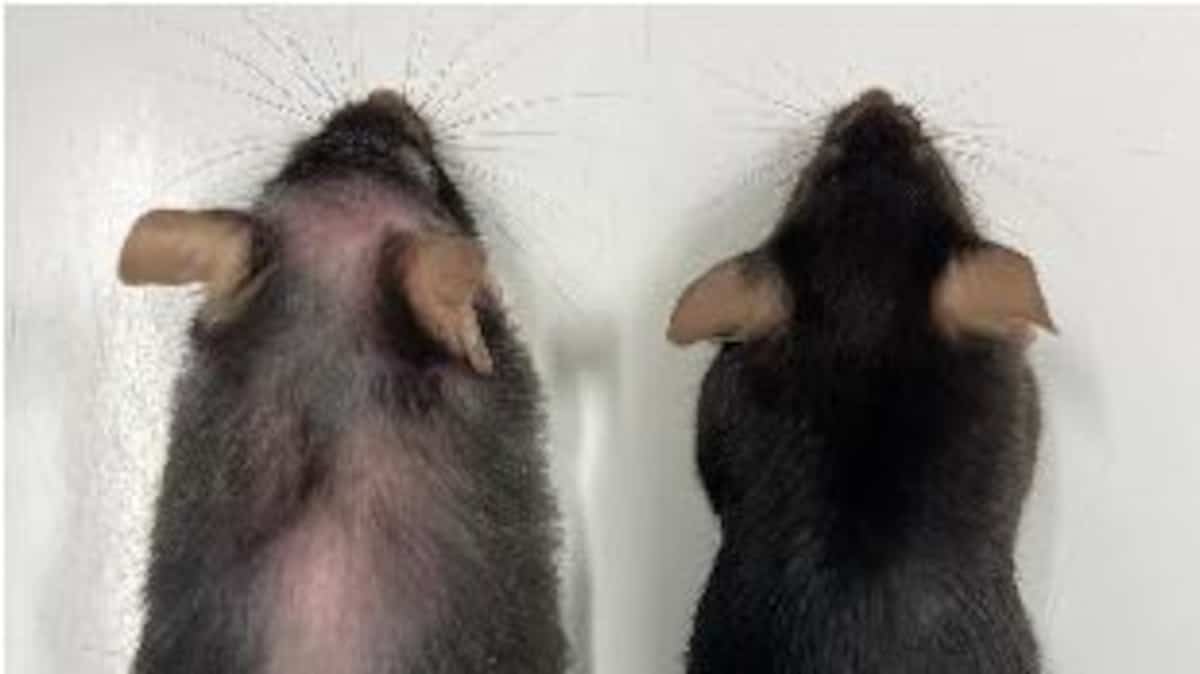 Towards a medicine that extends human life? Towards a medicine that extends human life?