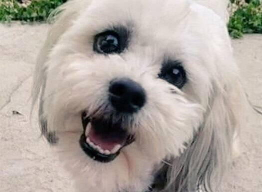 Il poursuit la municipalit&eacute; apr&egrave;s qu&rsquo;un policier ait abattu son chien