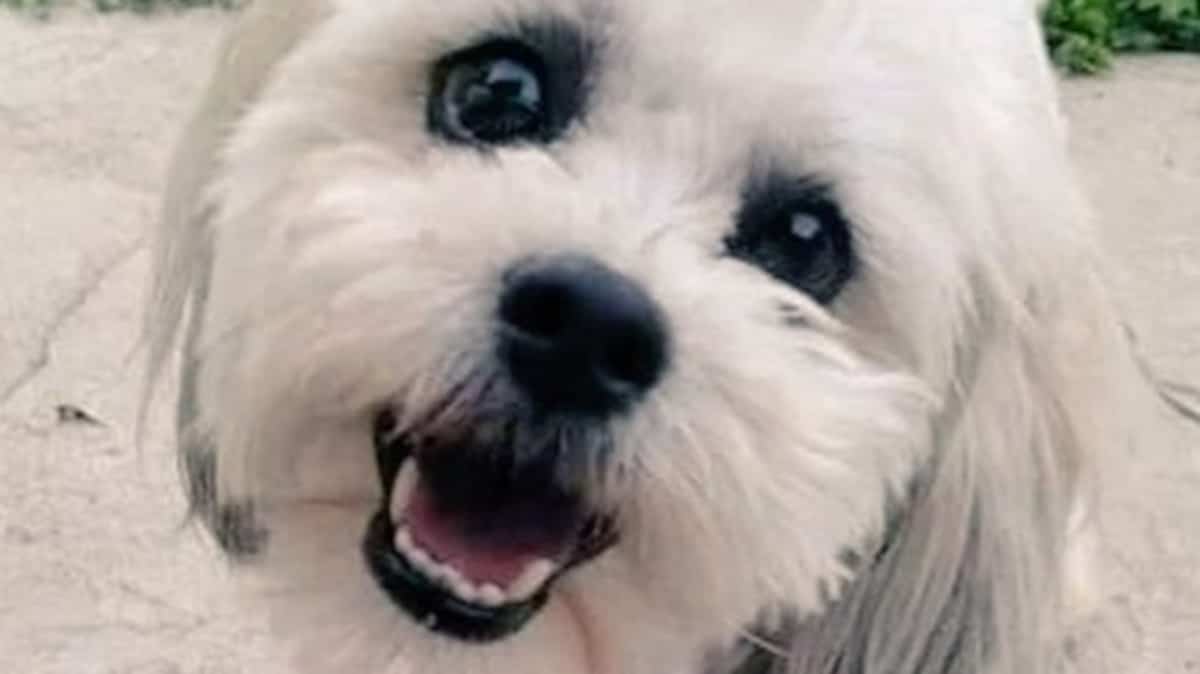 Il poursuit la municipalité après qu’un policier ait abattu son chien