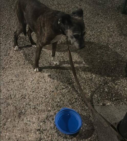 Ils abandonnent une chienne aveugle de 14 ans en pleine nuit