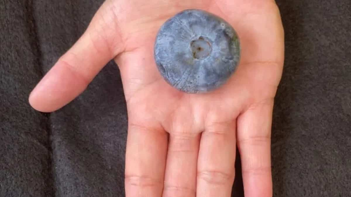 About the size of a golf ball: See the record-breaking raspberry