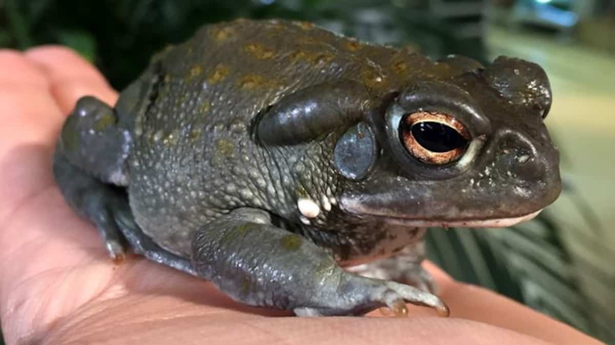 Ne léchez pas les crapauds hallucinogènes, exhortent les parcs ...