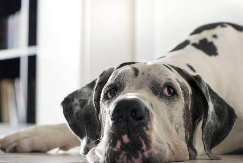 Image principale de l'article Les chiens pleurent quand ils vous retrouvent