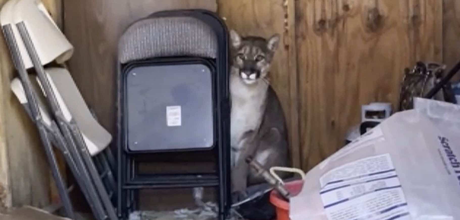 EN VID&Eacute;O | Un cougar se retrouve dans leur cour arri&egrave;re et attaque leur dinde