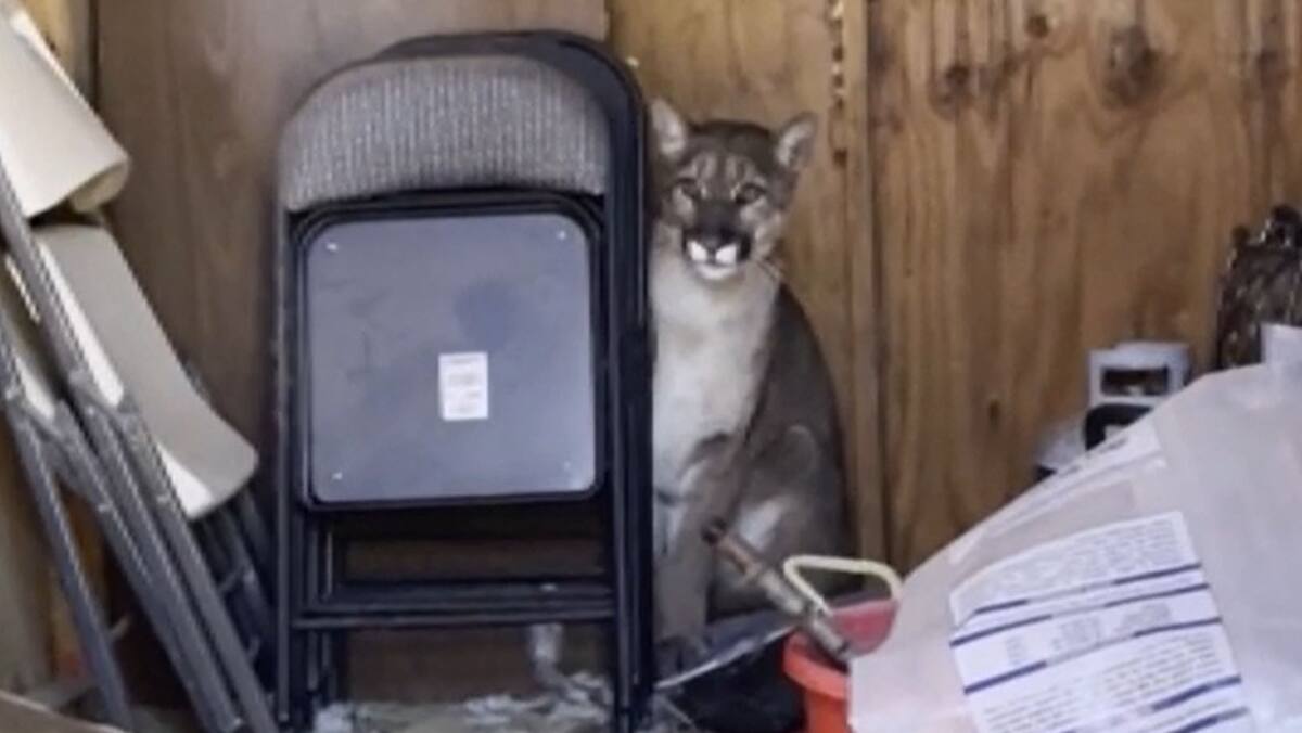 EN VIDÉO | Un cougar se retrouve dans leur cour arrière et attaque leur dinde