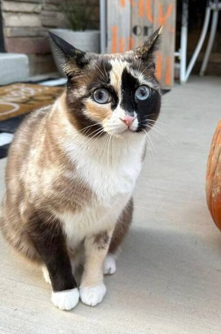 V&eacute;rifiez vos retours de colis: une chatte accidentellement exp&eacute;di&eacute;e vers un entrep&ocirc;t Amazon