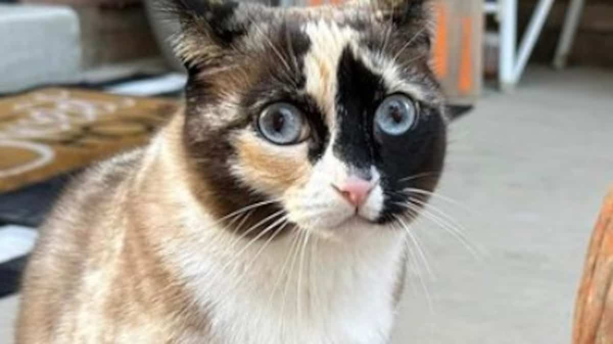 Vérifiez vos retours de colis: une chatte accidentellement expédiée vers un entrepôt Amazon