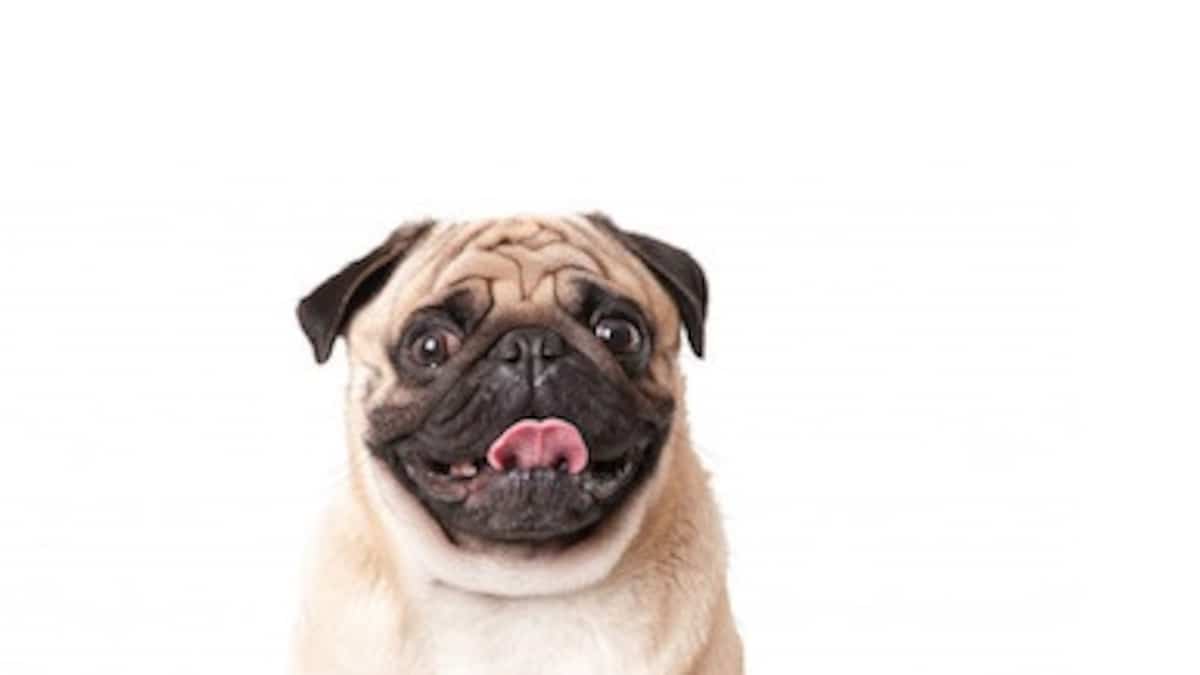 Un chien sauve un autre chien grâce à un don de sang