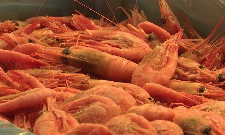 Des baisses de quotas qui ne font pas le bonheur des crevettiers