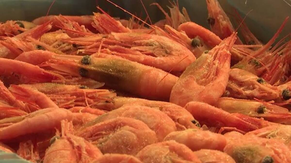 Des baisses de quotas qui ne font pas le bonheur des crevettiers