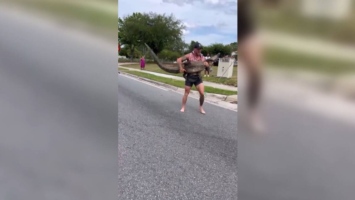 EN VIDÉO | Un homme attrape un alligator de 2,4 mètres à mains nues