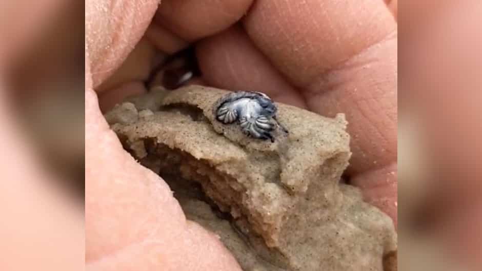 Une limace de mer &laquo;dragon bleu&raquo; venimeuse trouv&eacute;e au Texas