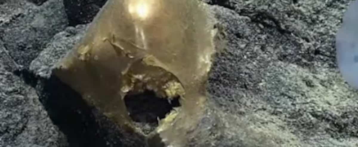 The bottom of the sea: a mysterious golden egg that leaves scientists scratching their heads