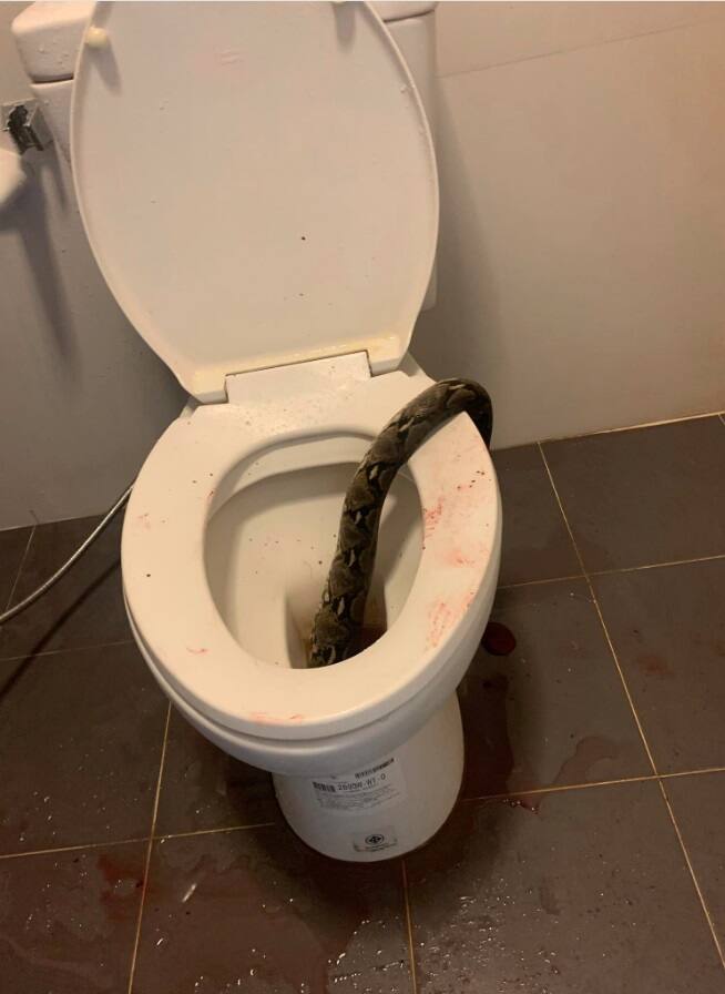 &laquo;Du sang partout&raquo;: un homme mordu aux testicules par un python