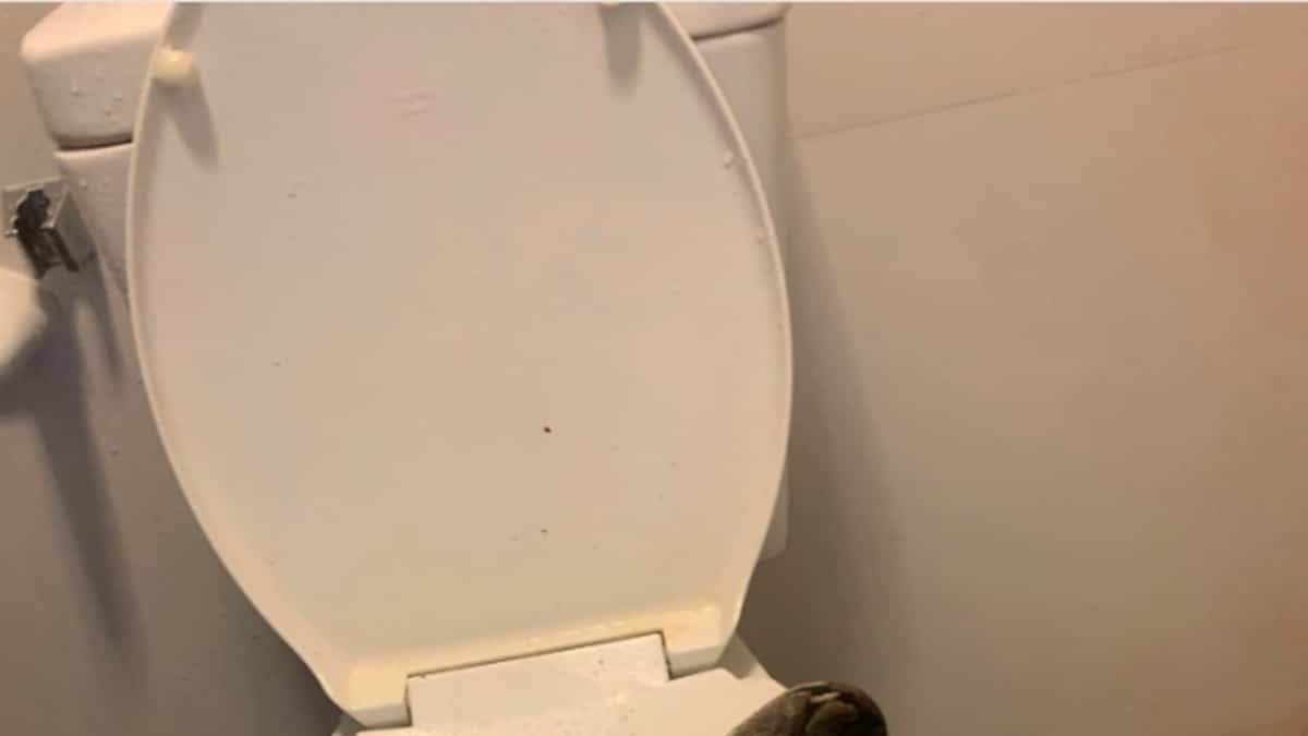 «Du sang partout»: un homme mordu aux testicules par un python