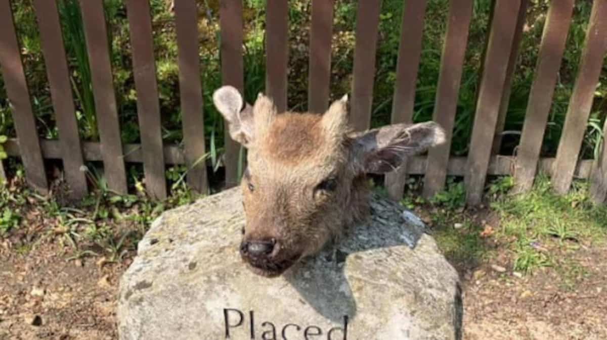 Tête de cerf coupée, croix renversée, moutons poignardés: des villages victimes de crimes troublants