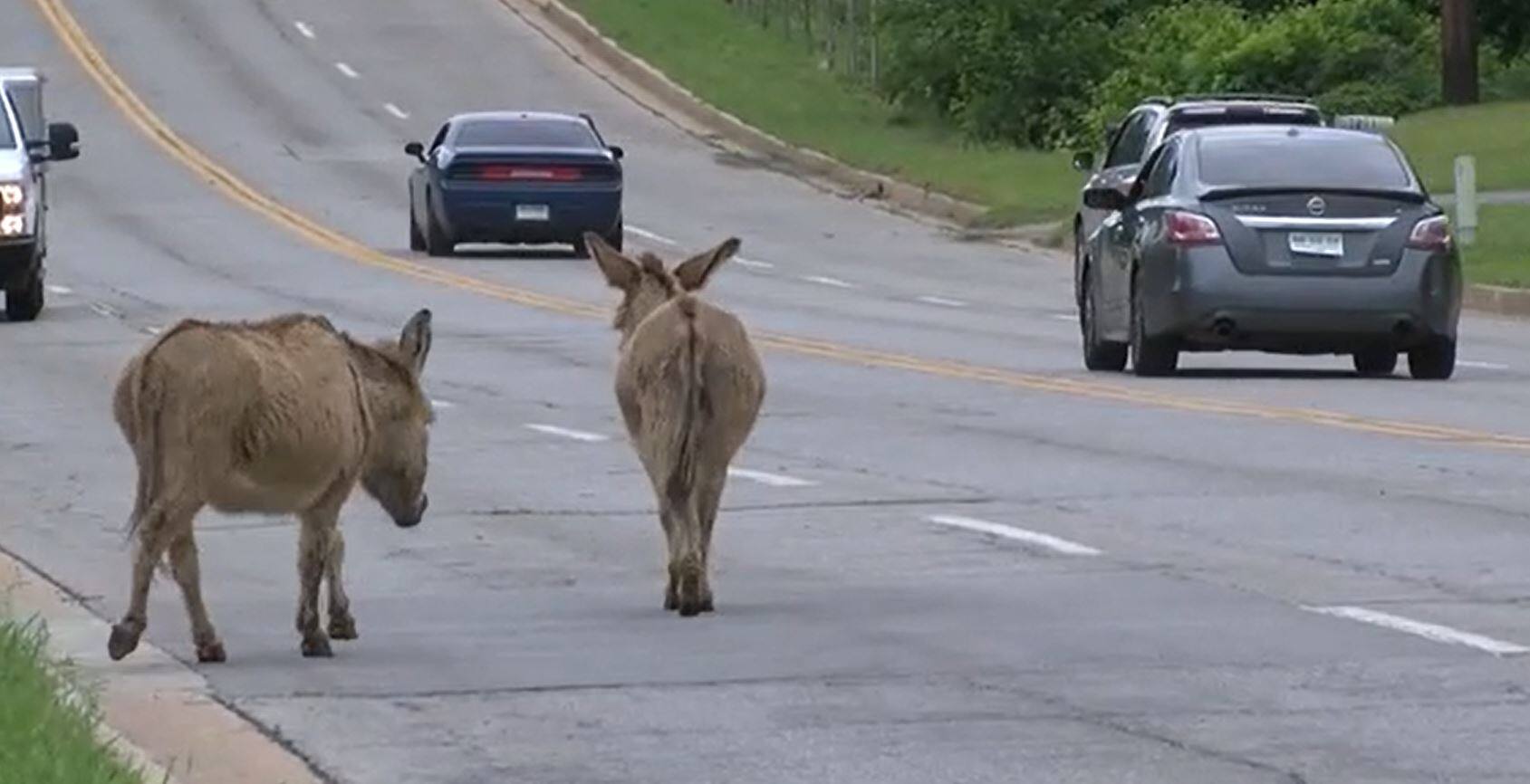 EN VID&Eacute;O | Deux &acirc;nes se prom&egrave;nent sur une autoroute en Oklahoma