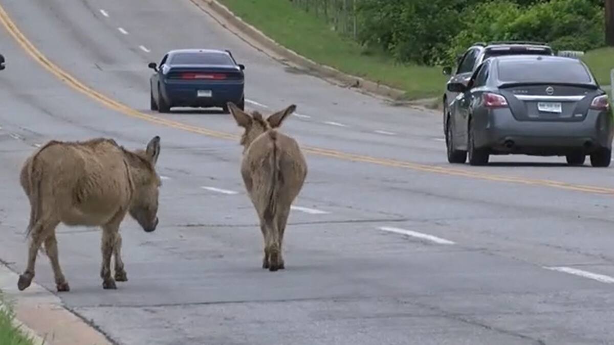 EN VIDÉO | Deux ânes se promènent sur une autoroute en Oklahoma
