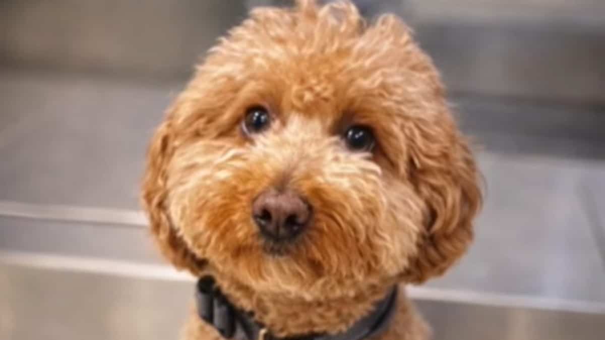 Elle abandonne son chien à l’aéroport pour prendre son vol