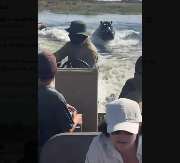 EN VIDÉO | Un hippopotame charge un bateau de touristes