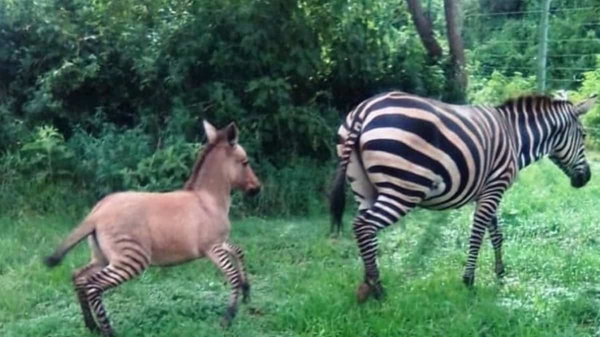Un Zebre A Eu Un Bebe Avec Un Ane Ca Donne Un Zonkey Ou Bien Un Zane En Francais Le Sac De Chips Un Zebre A Eu Un Bebe Avec Un Ane Ca Donne Un Zonkey Ou Bien Un Zane En Francais Le Sac De Chips