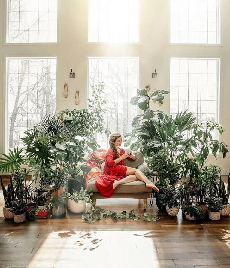 13 plantes d’intérieurs qui purifient l’air 