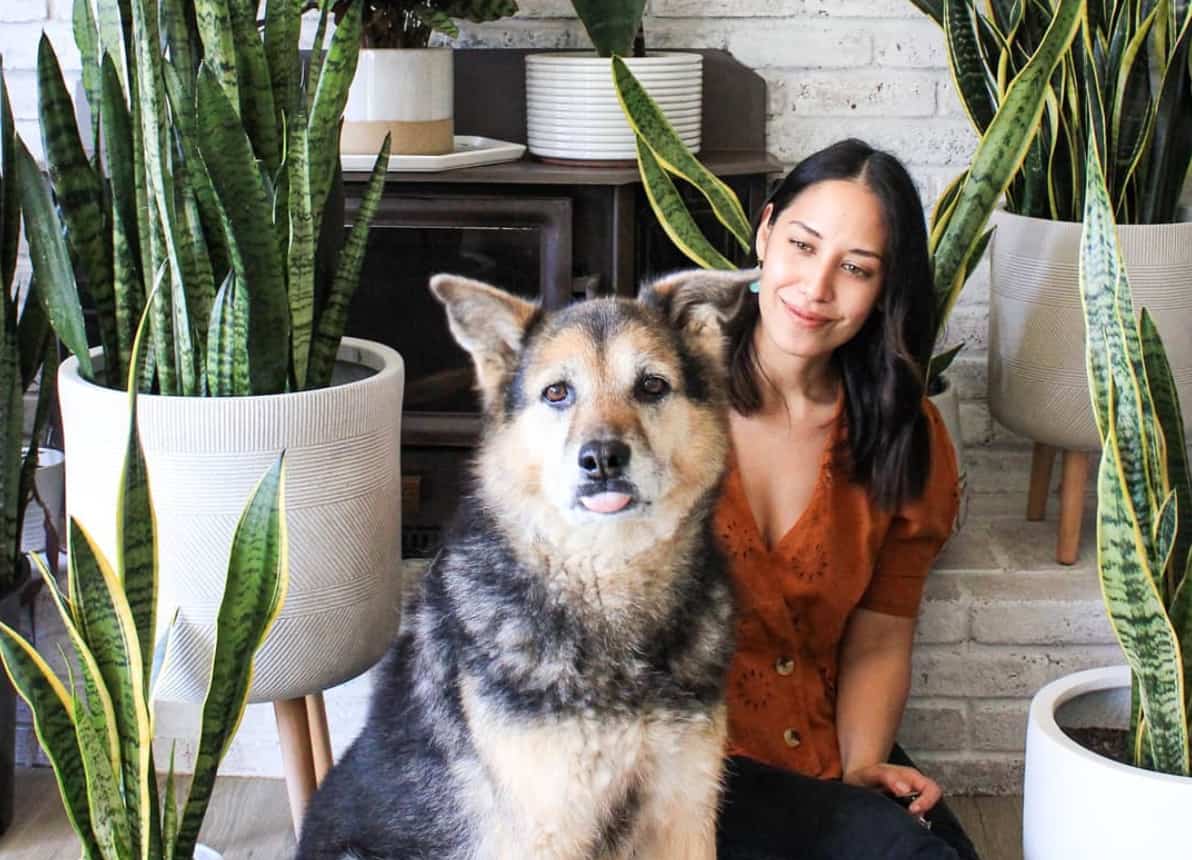 13 plantes qui purifient l’air de votre maison