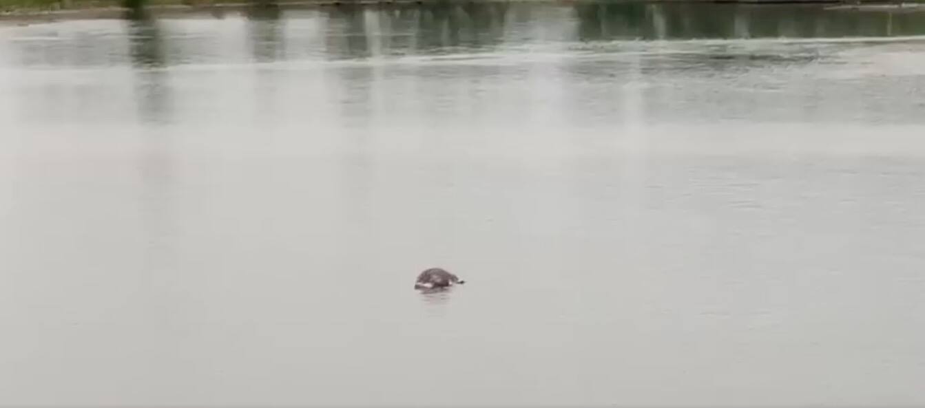La baleine de Montréal échouée près de Varennes
