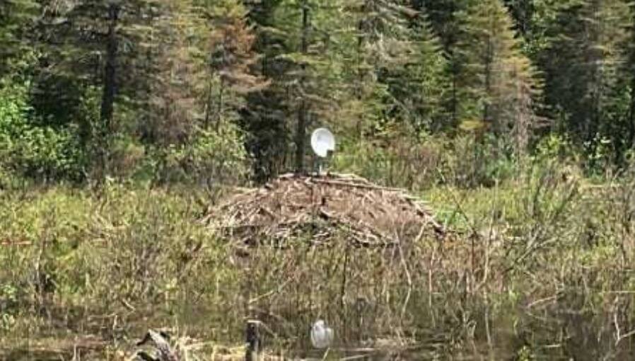 Des antennes paraboliques pour castors?