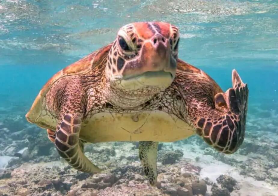 Image principale de l'article Les 20 photos d'animaux les plus comiques de 2020