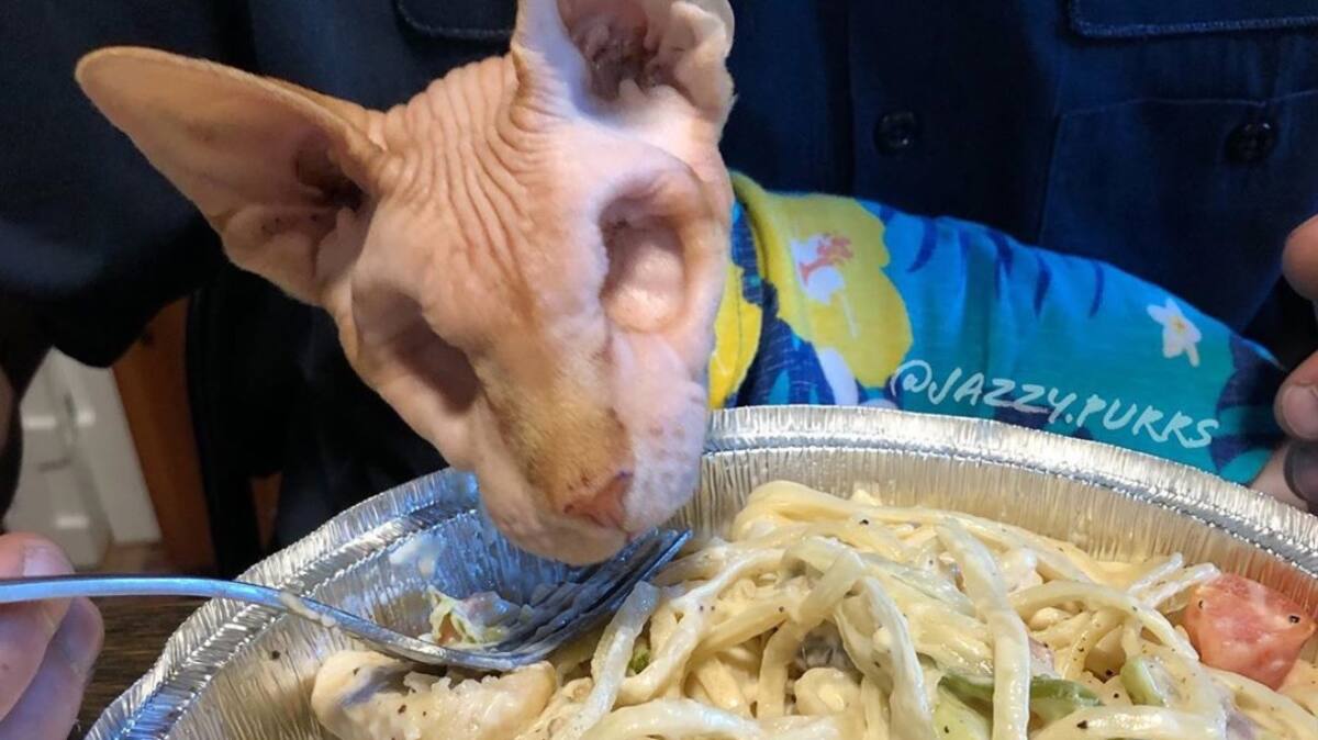 Un Chat Sans Yeux Suivi Par Des Milliers D Abonnes Sur Instagram Le Sac De Chips Un Chat Sans Yeux Suivi Par Des Milliers D Abonnes Sur Instagram Le Sac De Chips