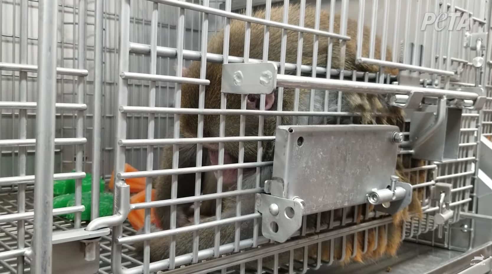 Un labo accusé d'électrocuter des pénis de singes