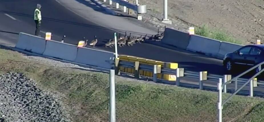 Image principale de l'article Des oies sauvages sur le pont Samuel-De Champlain